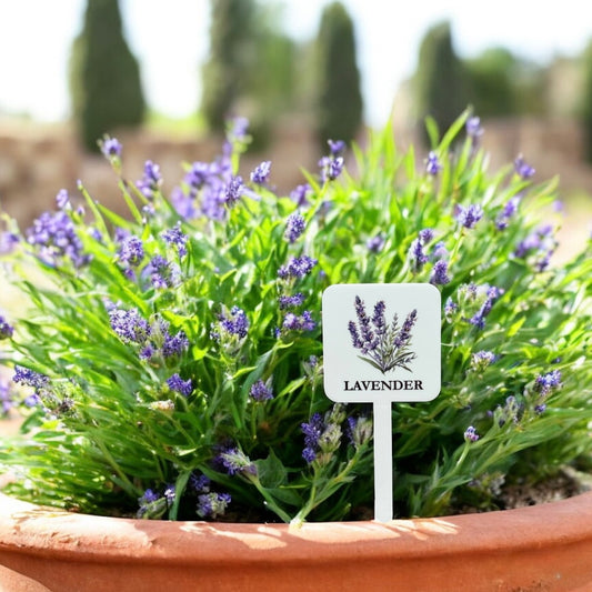 Lavender