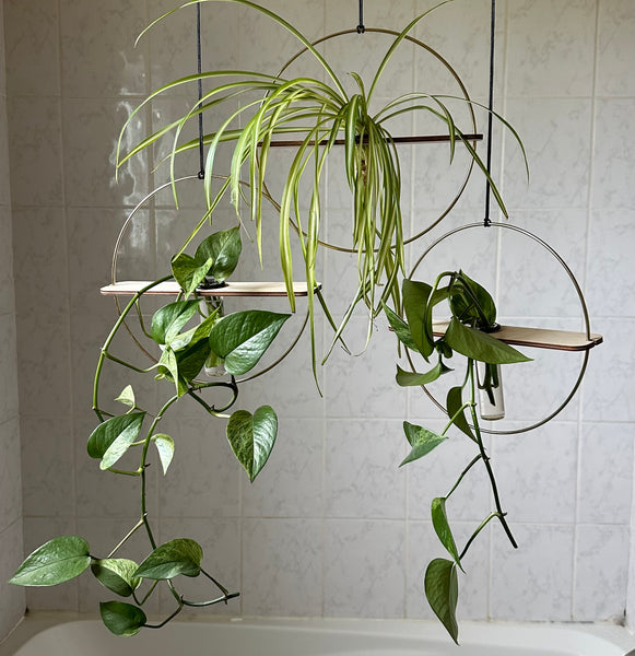 Hanging roots