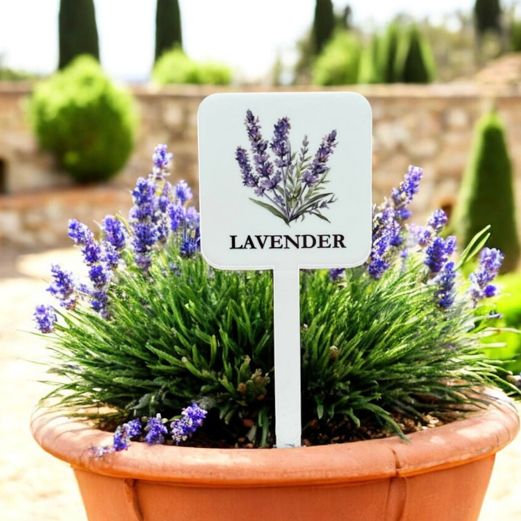 Lavender