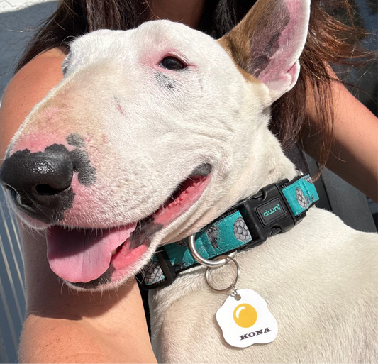 Pet Tags