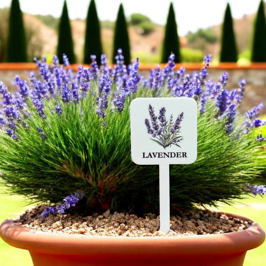 Lavender