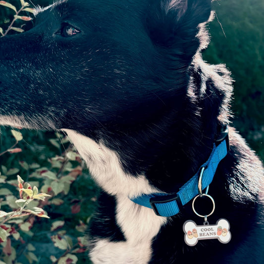 Pet Tags
